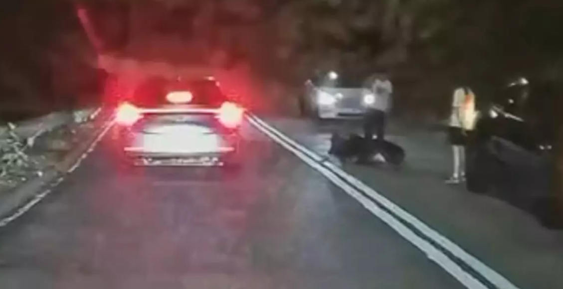 荃錦公路再有懷疑車輛撞牛事件　牛牛腳傷坐路上