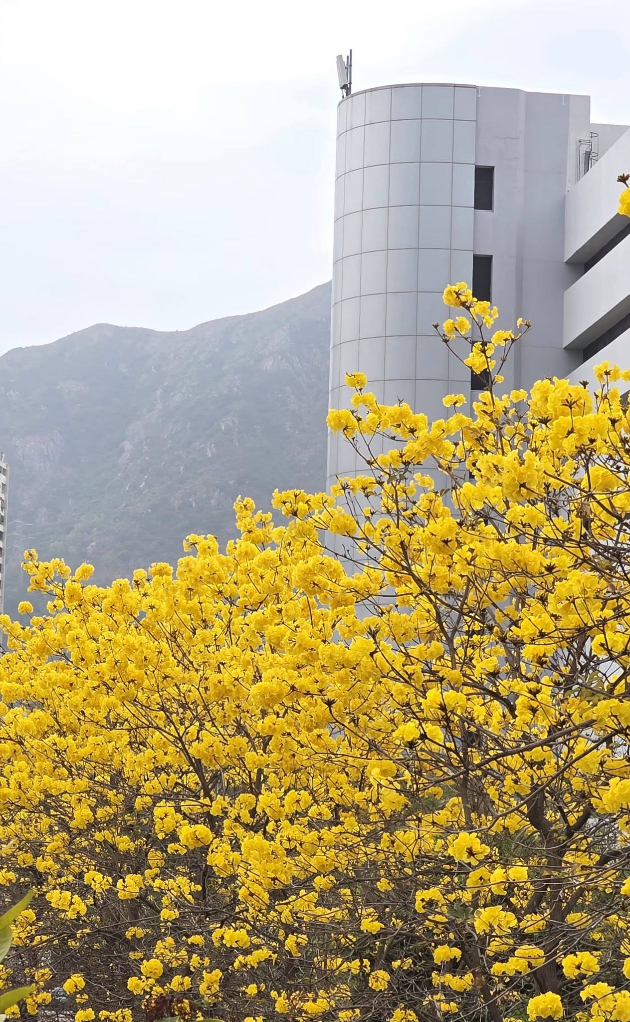 可能是儲倉和黃色茉莉花的圖像
