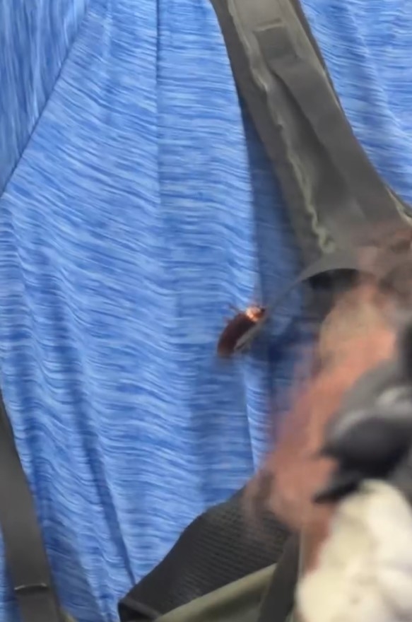 男子帶「寵物」坐港鐵　身上黏曱甴好恐怖被指：寵物免費坐車