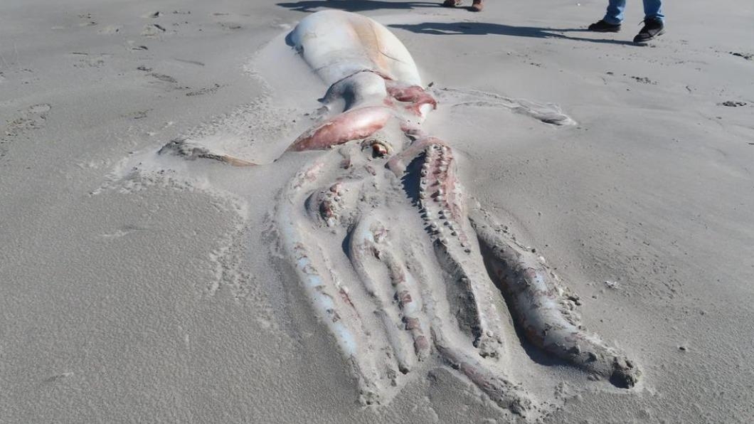 新西蘭南島金灣沙灘本月9日發現4米長的「大王魷魚」。互聯網