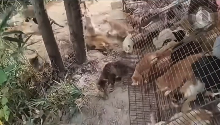 廣東清遠市迎咀水庫近日爆出大規模「放生貓」事件