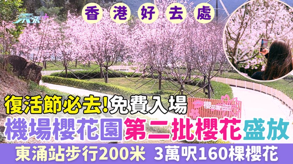 香港好去處｜機場櫻花園第二批盛放 免費入場 3萬呎160棵櫻花盛放 東涌站步行200米 