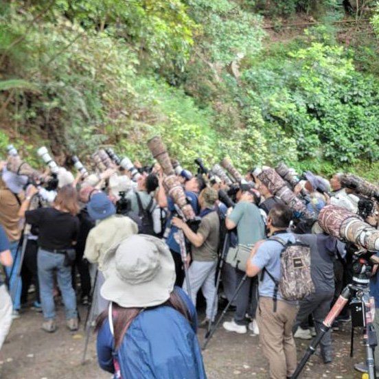 褐林鴞｜攝影發燒友湧至團方暫封路