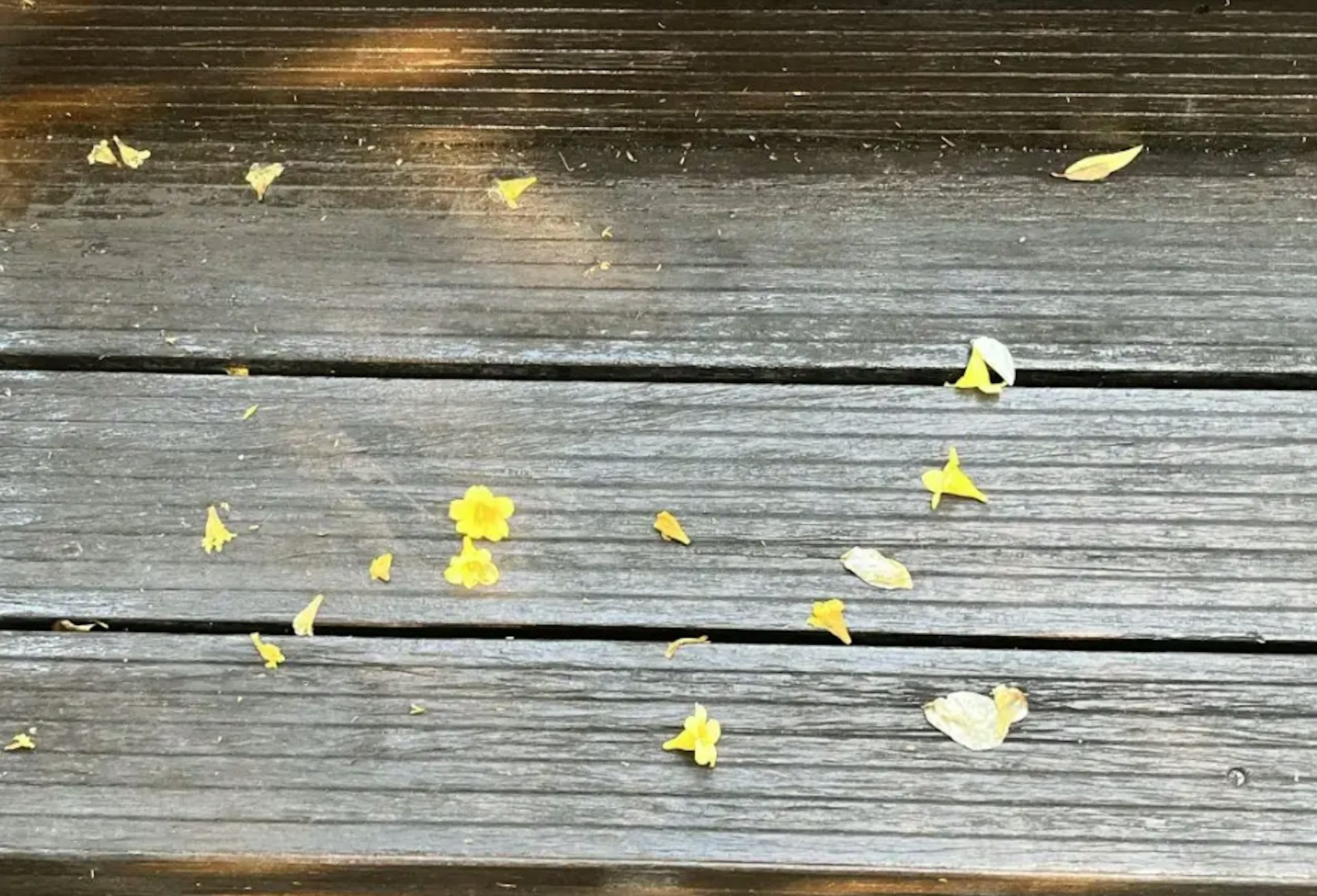 「常綠鈎吻藤」的黃色花瓣落在路面，隨意便可撿拾到。（深圳大件事）