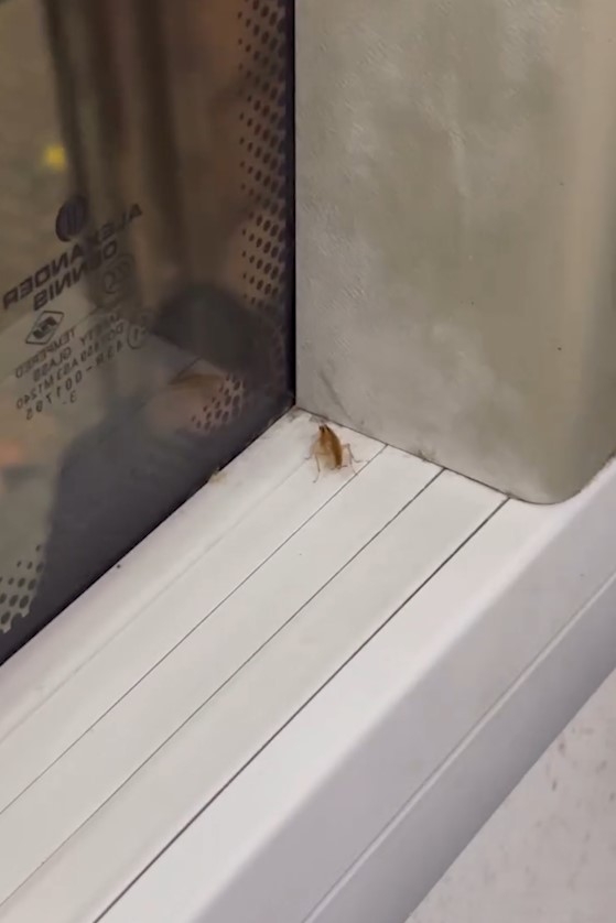 巴士車廂驚現「小強」好污糟　清潔度成疑　乘客：成架車full晒走唔甩