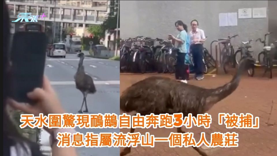 新片｜天水圍驚現鴯鶓自由奔跑3小時「被捕」 消息指屬流浮山一個私人農莊