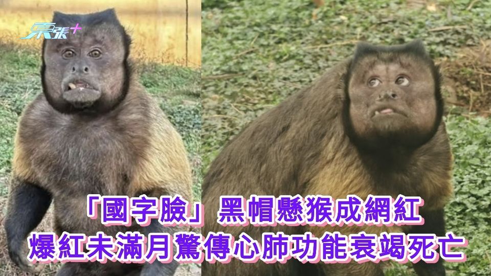 「國字臉」黑帽懸猴成網紅 爆紅未滿月驚傳心肺功能衰竭死亡
