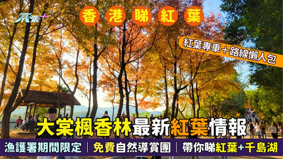 元朗大棠楓香林最新紅葉情報🍁紅葉專車🚌＋路線懶人包｜免費紅葉＋千島湖自然導賞團🥾