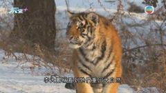 繁育中心致力培育及野化東北虎 飼養員指協助重回大自然成最大動力