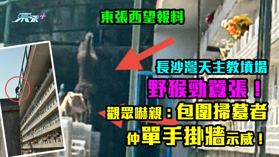 報料｜長沙灣天主教墳場野猴勁囂張！ 觀眾嚇親：包圍掃墓者仲單手掛牆示威！