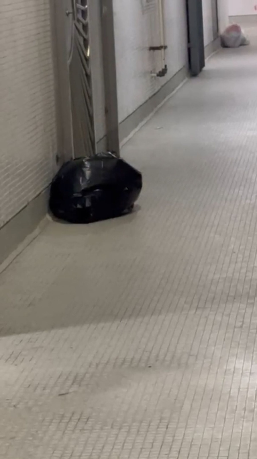 東張西望獨家報料｜馬鞍山屋邨住戶公然遺棄動物　觀眾報東張：想為動物增爭多一點權益