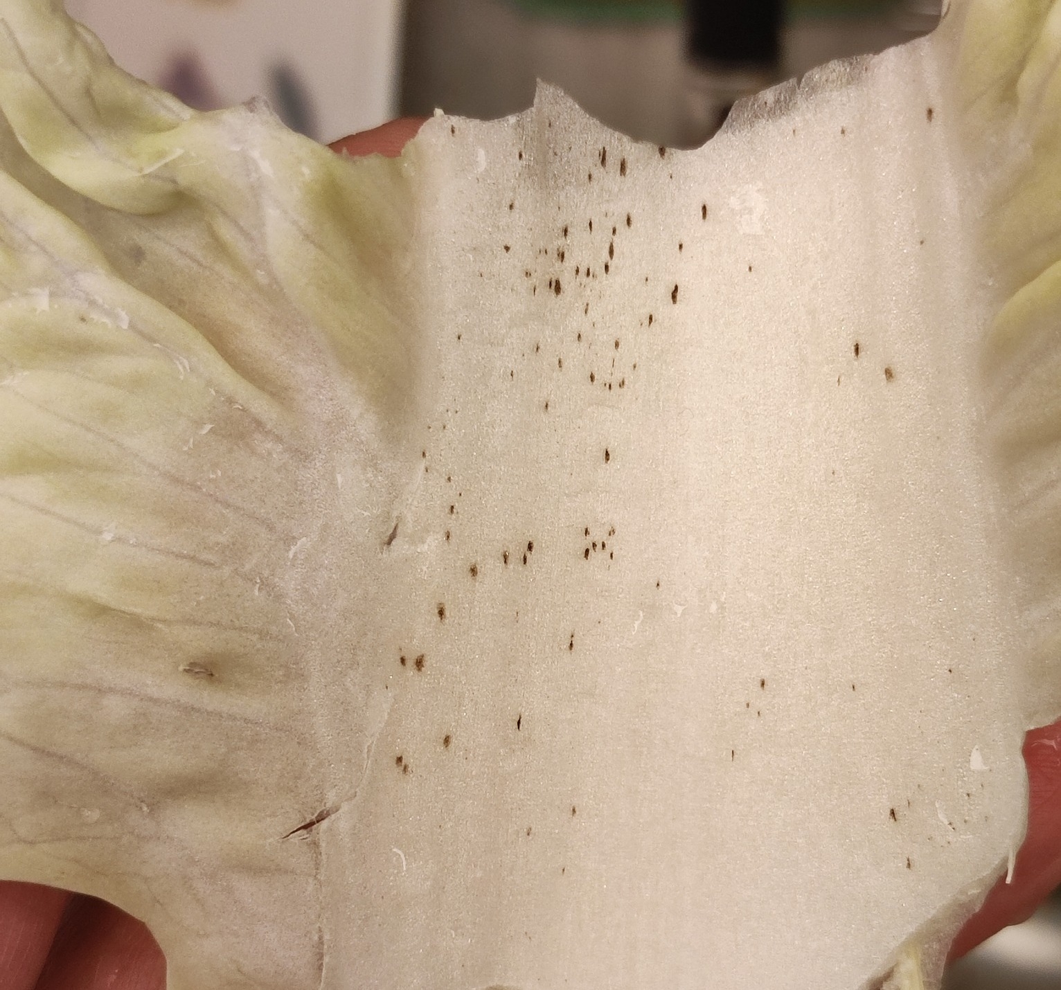 No photo description available.