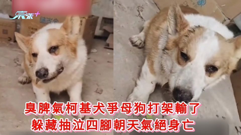 有片|臭脾氣柯基犬爭母狗打架輸了 躲藏抽泣四腳朝天氣絕身亡