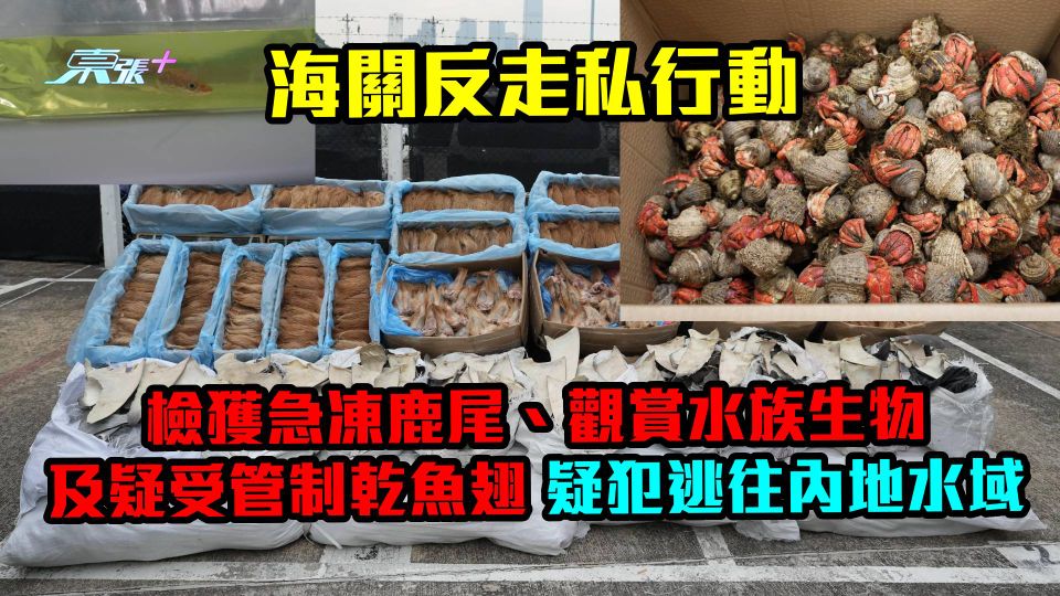 海關反走私行動檢急凍鹿尾、觀賞水族生物及疑受管制乾魚翅　疑犯逃內地水域