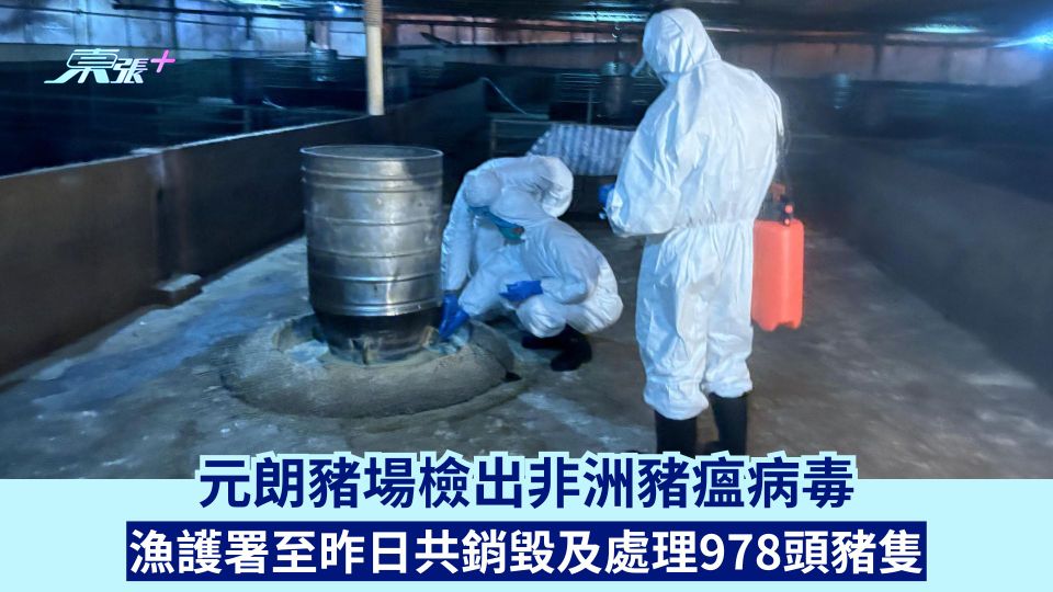 元朗豬場檢出非洲豬瘟病毒 漁護署至昨日共銷毀及處理978頭豬隻