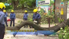 [現場]尖沙咀海防道有大樹倒塌 擊中私家車
