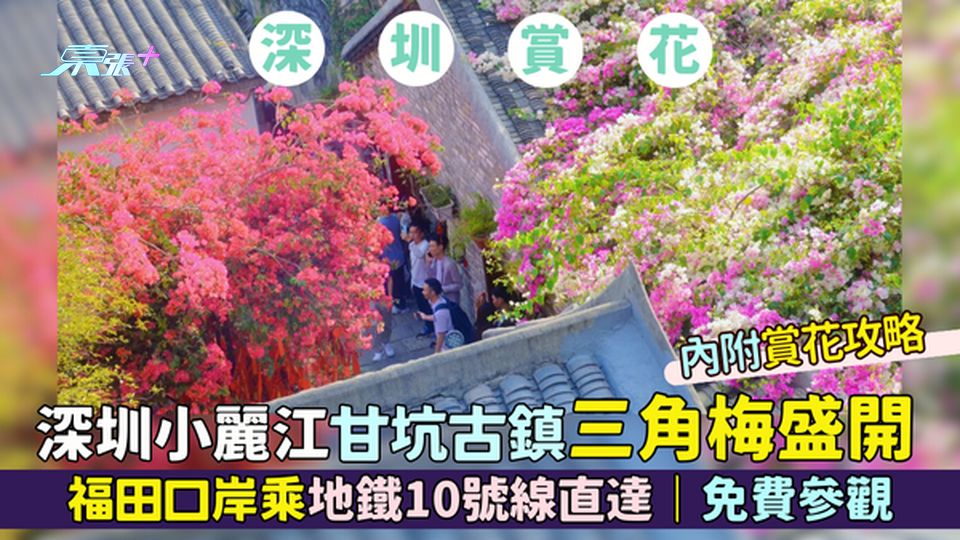 深圳小麗江甘坑古鎮🏮三角梅盛開🌸福田口岸乘地鐵10號線直達🚇｜免費參觀｜賞花攻略📸