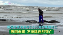 俄羅斯裏海沿岸2,500海豹集體死亡 原因未明 不排除自然死亡
