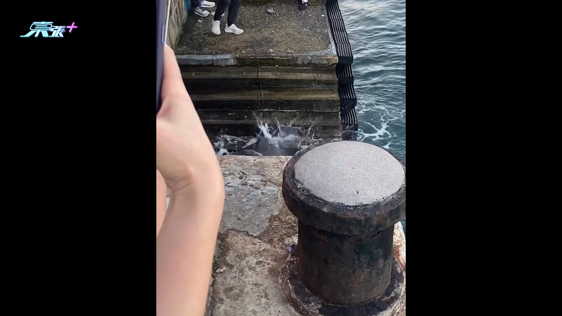 鯉景灣海傍現魔鬼魚罕見「拍翼」掙扎　市民驚呼：尾針有毒勿近身