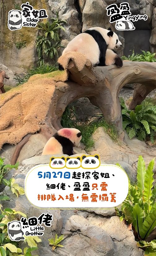 港產大熊貓｜龍鳳胎家姐叫「加加」　細佬叫「得得」　寓意具備中國人崇尚美德