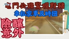 車CAM直擊｜豬出沒注意！屯門公路驚現野豬 幸私家車及時扭軚險釀意外