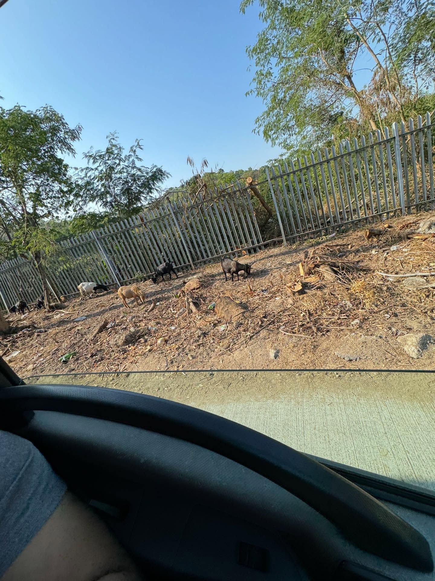 香港有「羊咩咩」出沒！