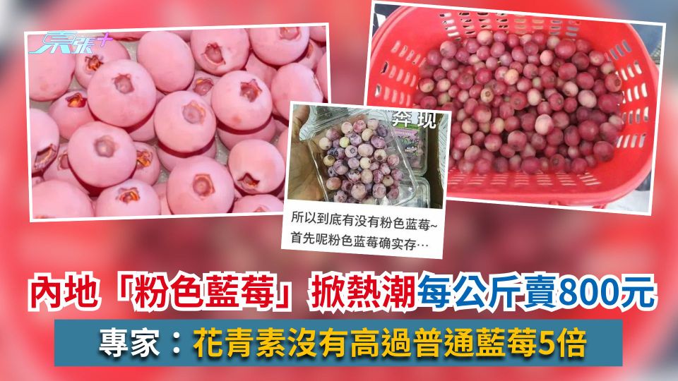 內地「粉色藍莓」掀熱潮每公斤賣800元　專家：花青素沒有高過普通藍莓5倍