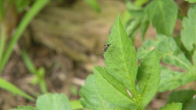 基孔肯雅熱｜患者居沙田九肚村及西營盤縉城峰　患者分別曾到印度澳門珠海