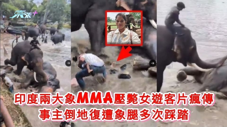有片丨印度兩大象MMA壓斃女遊客片瘋傳 事主倒地復遭象腿多次踩踏