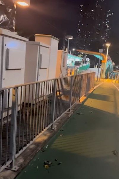 天水圍輕鐵站驚現山羊食草。(影片截圖)