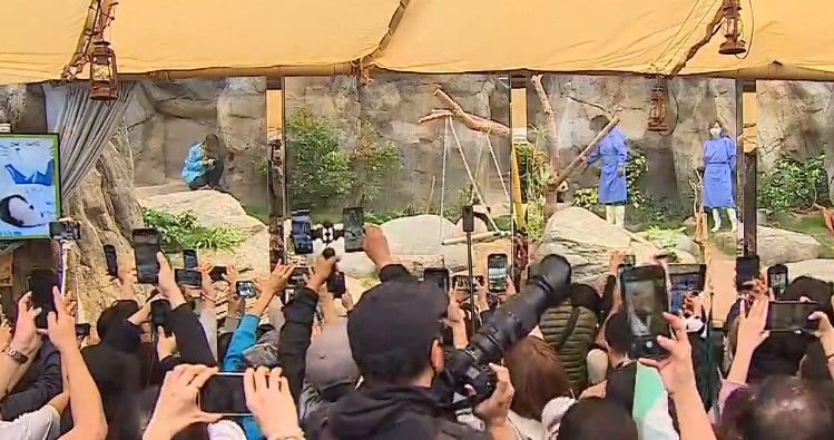 大熊貓兩姊弟正式與公眾見面