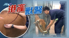 城大首屆獸醫生將畢業 獸醫管理局稱盡快完善條例允畢業生在港註冊