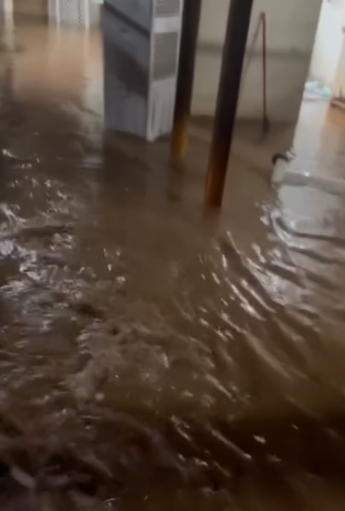 暴雨｜黑雨下狗場受災動物家所全被水浸　負責人緊急救狗：拯救中