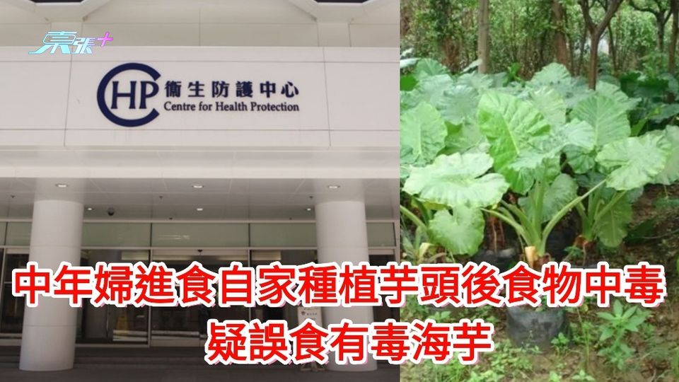 中年婦進食自家種植芋頭後食物中毒 疑誤食有毒海芋