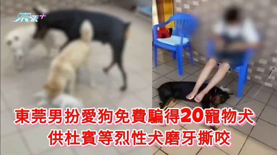 東莞男扮愛狗免費騙養20寵物犬  供杜賓等烈性犬磨牙撕咬