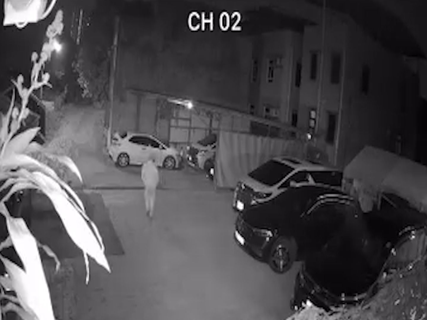 元朗廈村賊人夜潛3小時疑踩線