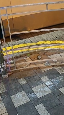 青蛙一路小跑跳至一輛巴士旁