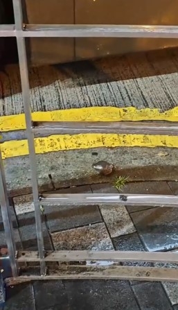 青蛙一路小跑跳至一輛巴士旁