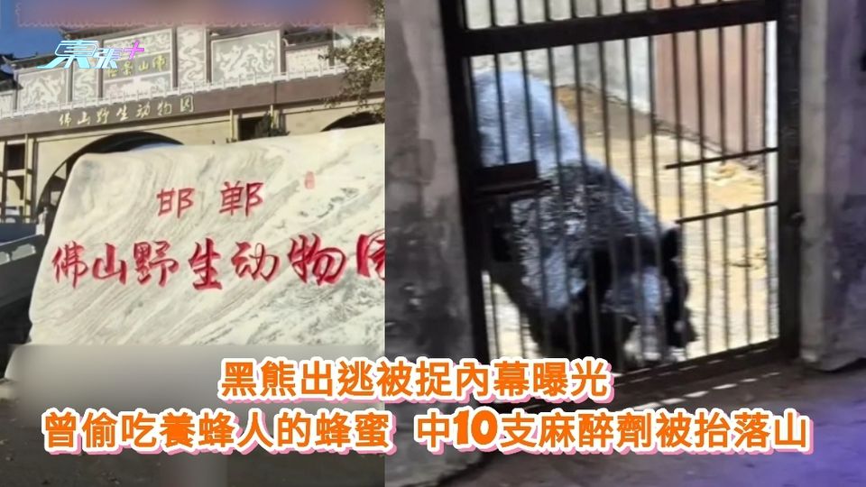 有片丨黑熊出逃被捉內幕曝光 曾偷吃養蜂人的蜂蜜 中10支麻醉劑被抬落山