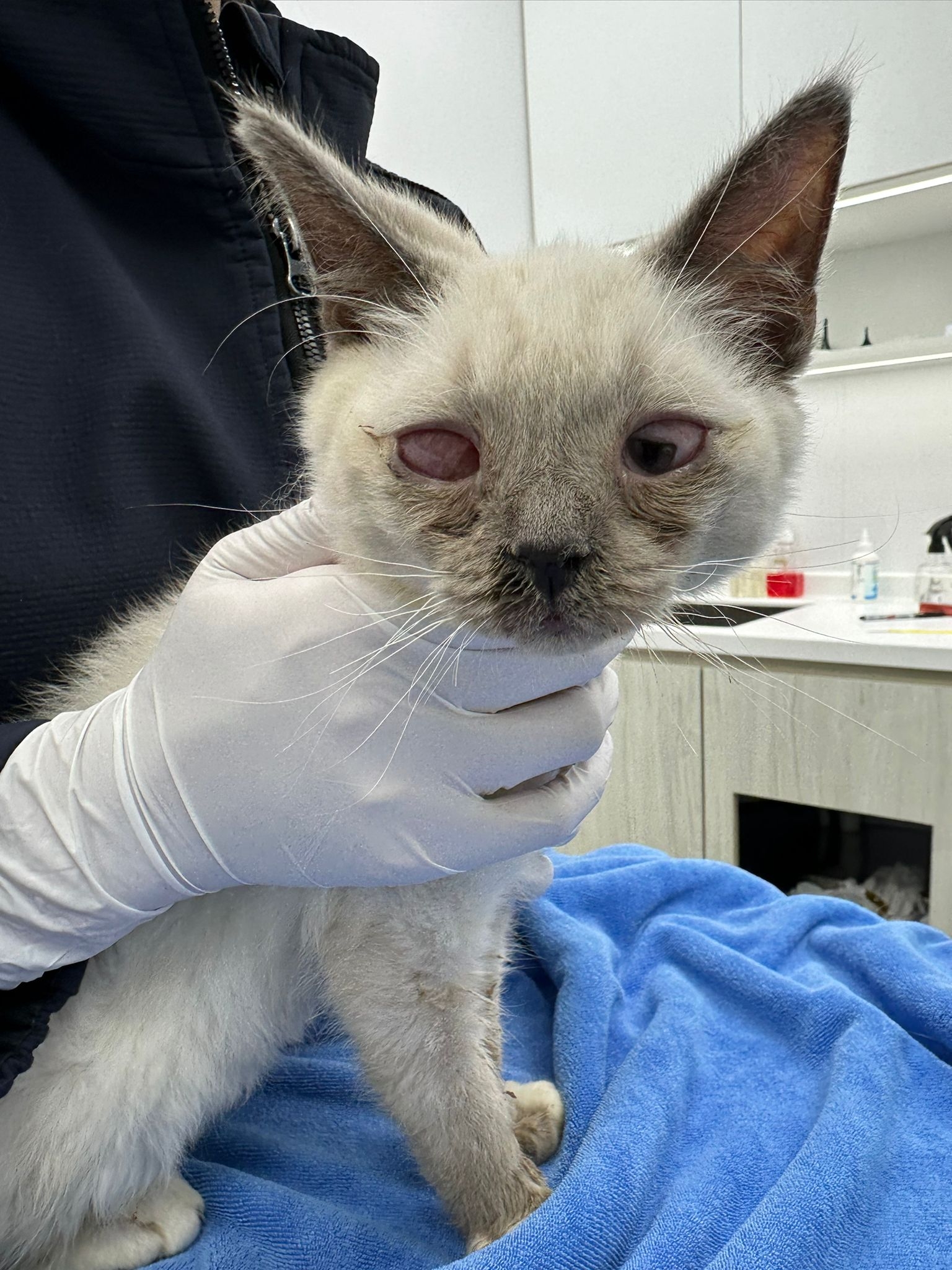 東張西望報料｜大廈門前密封紙箱竟藏5隻暹羅貓B？義工報《東張》揭發：猶如謀殺 (報料人提供東張)