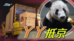 旅美大熊貓丫丫結束檢疫返回北京動物園 狀態良好獲民眾迎接