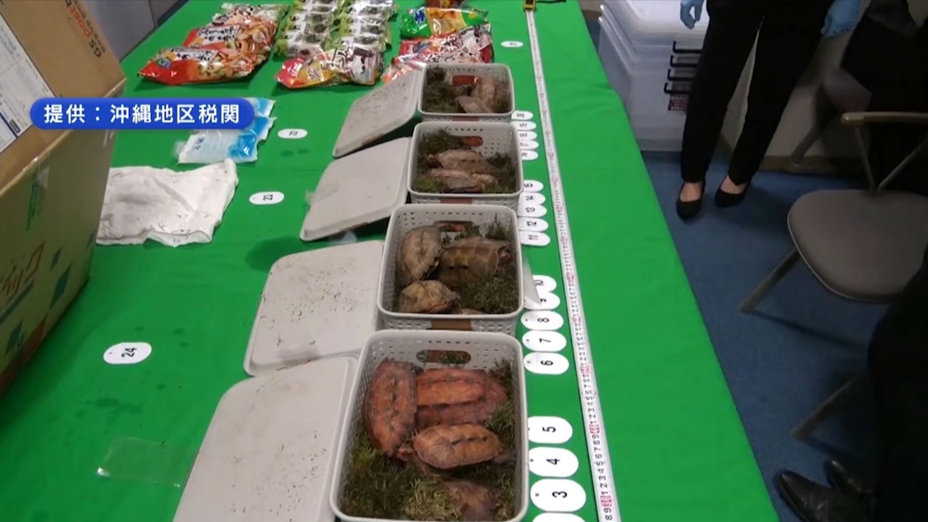 中國4男女涉沖繩偷走百隻保育龜　更企圖走私來港