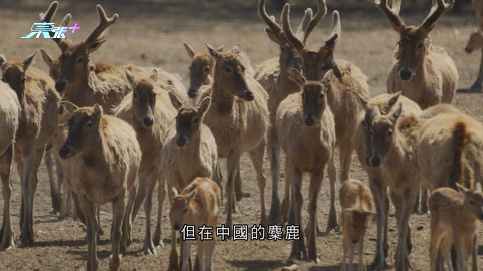 麋鹿俗稱「四不像」曾消失中國境內 經過多年努力數目漸增