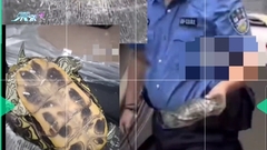 寵物龜出逃由8樓掉落 樓下私家車擋風玻璃被砸出大洞