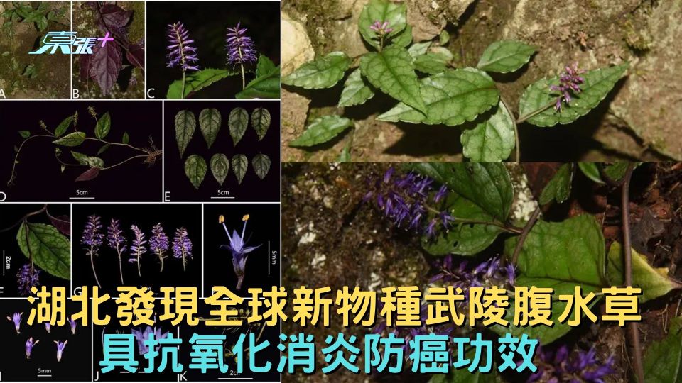 湖北發現全球新物種武陵腹水草 具抗氧化消炎防癌功效