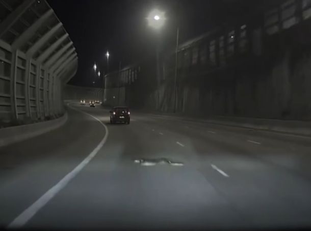 屯門公路深夜「蛇出沒注意」