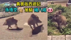 真實版西遊記孫悟空策騎豬八戎