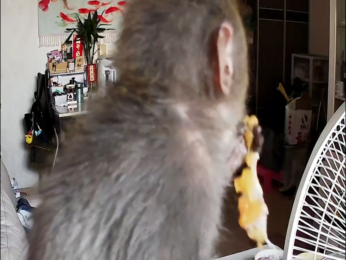 有片｜港女生屋企被猴子闖入