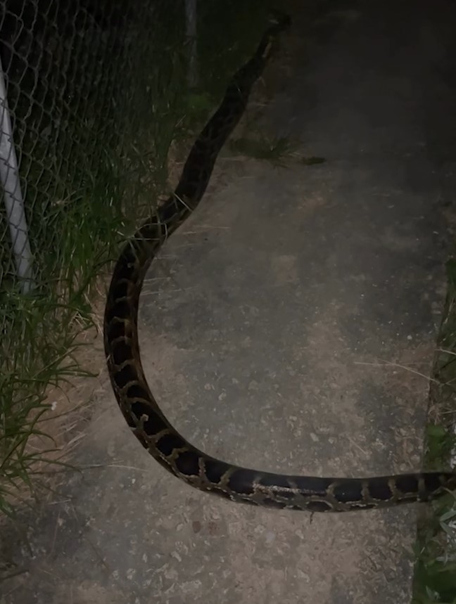 西貢村屋外驚見蛇蹤　巨型大蟒總長逾3米　片主：咁近見到真係好彩