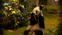 百歲熊瑞大熊貓安安離世享年35歲 直擊臥龍重溫安安當年英姿